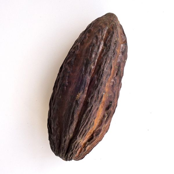 Плід Какао (1 шт)